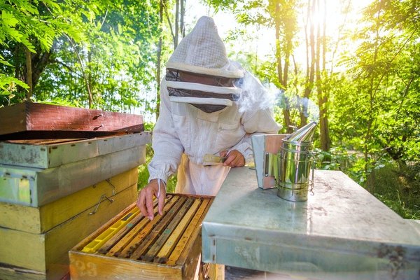 How to Set Up an Indoor Beekeeping Area with a Safe External Hive Access?