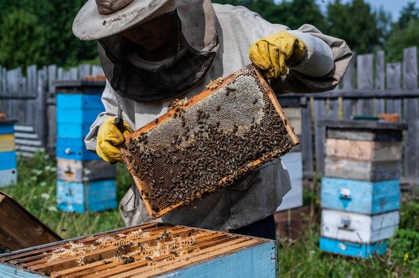 How Can Urban Beekeeping Contribute to Biodiversity in the UK?
